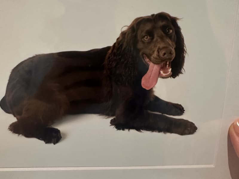Sprocker 2 years old male medium named Oliver for breeding in Dorset, England | Petmeetly