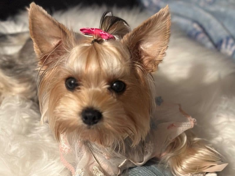 Suki primary photo
