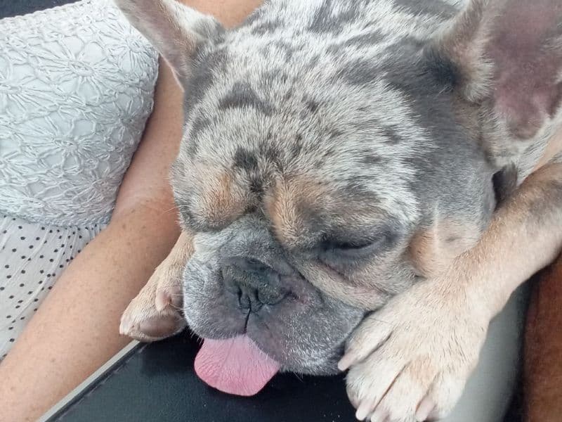 French Bulldog 2 years 2 months old male medium named Rocky for breeding in Hall County, Georgia | Petmeetly