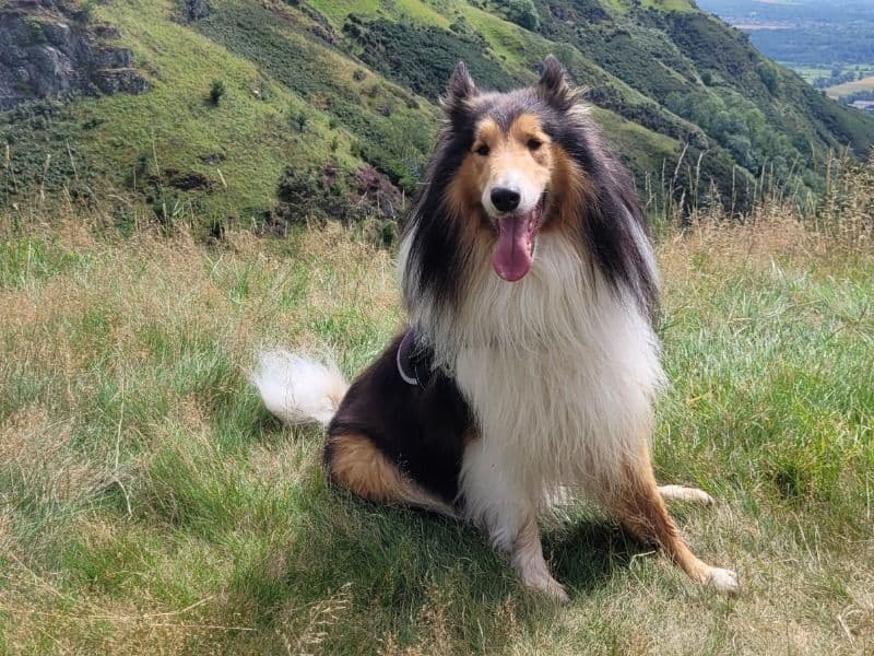 Rough Collie 5 years old male medium named Bolt for breeding in Stirling, Scotland | Petmeetly