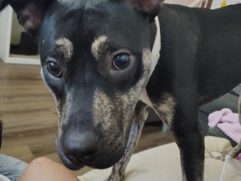 American PitBull Terrier 1 year 4 months old female medium named Freya for breeding in Maricopa County, Arizona | Petmeetly