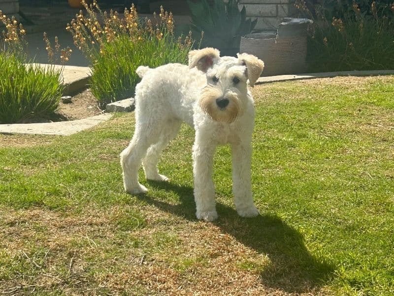 Miniature Schnauzer 1 year 4 months old male small named Charlie for breeding in Tulare County, California | Petmeetly