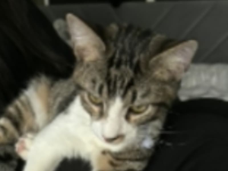 Domestic Shorthair 5 months old male named Peely Wally for sale in Tulsa County, Oklahoma | Petmeetly