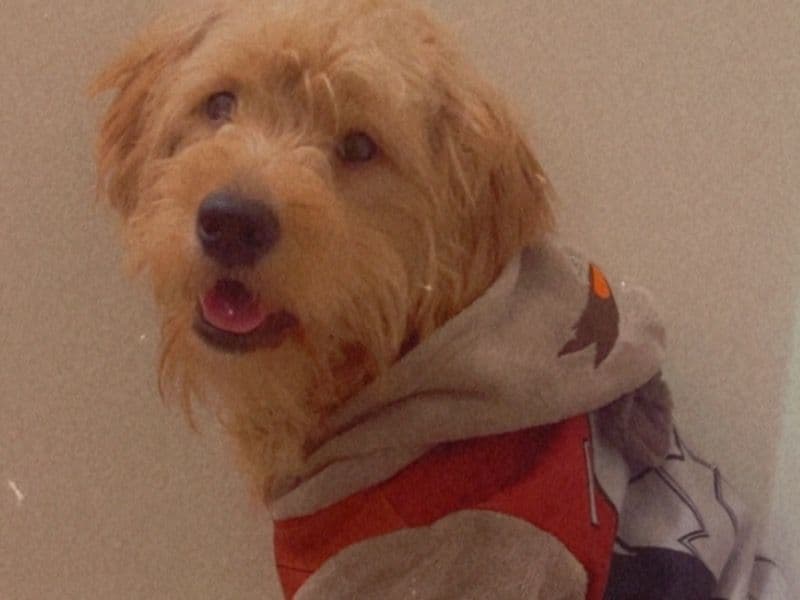 Goldendoodle 2 years 6 months old male medium named Cinnamon for breeding in Baltimore County, Maryland | Petmeetly