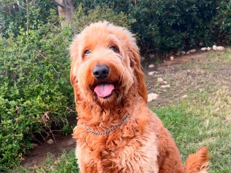 Golden Retriever 6 years old male large named Poppy for breeding in Tarrant County, Texas | Petmeetly