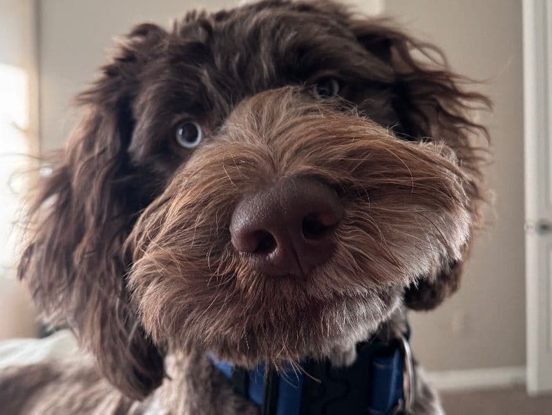 Goldendoodle 1 year 4 months old male medium named Cobalt for breeding in Maricopa County, Arizona | Petmeetly