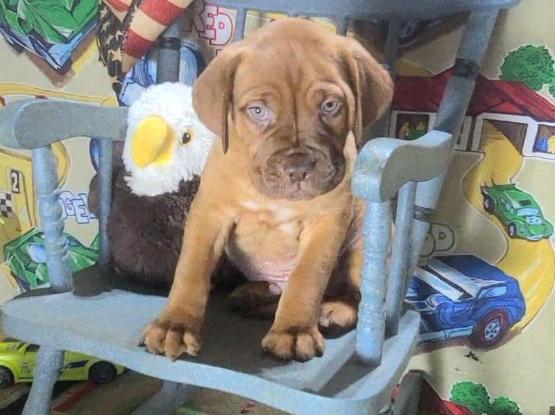 Dogue de Bordeaux 7 months old female large named Pandora for sale in Fresno County, California | Petmeetly