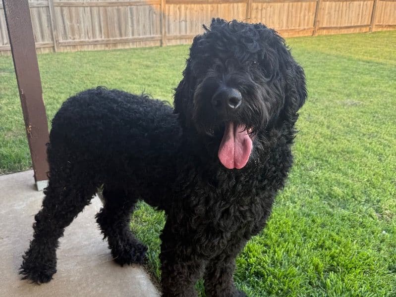 Goldendoodle 2 years 3 months old male medium named Koda for breeding in Washington County, Arkansas | Petmeetly