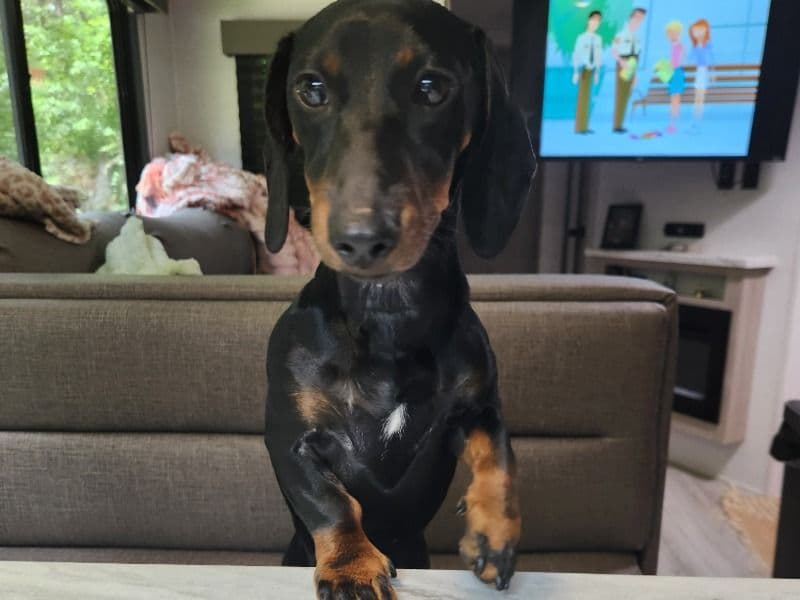 Bean primary photo