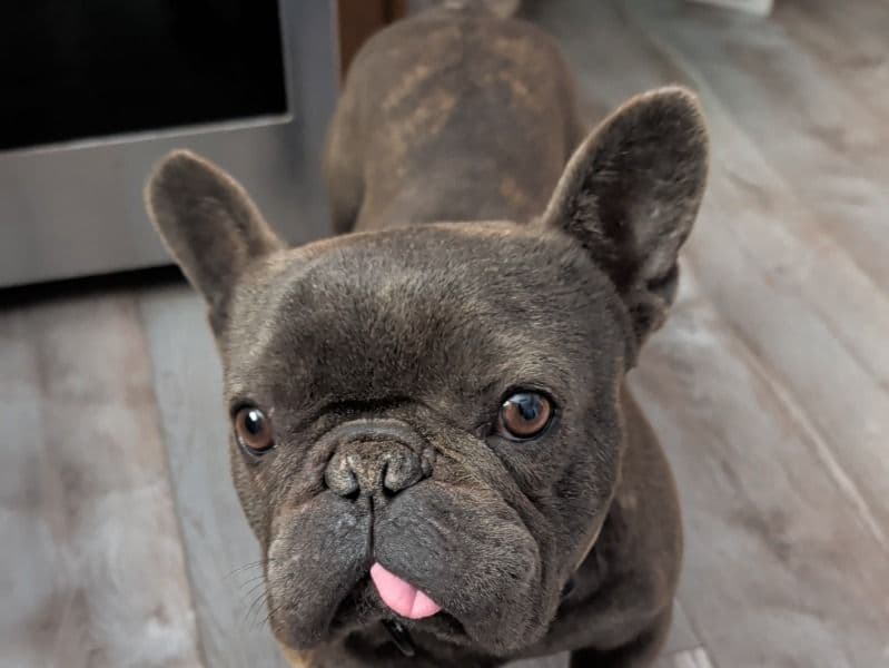 American Bulldog 1 year 3 months old male medium named Chapo for sale in San Bernardino County, California | Petmeetly