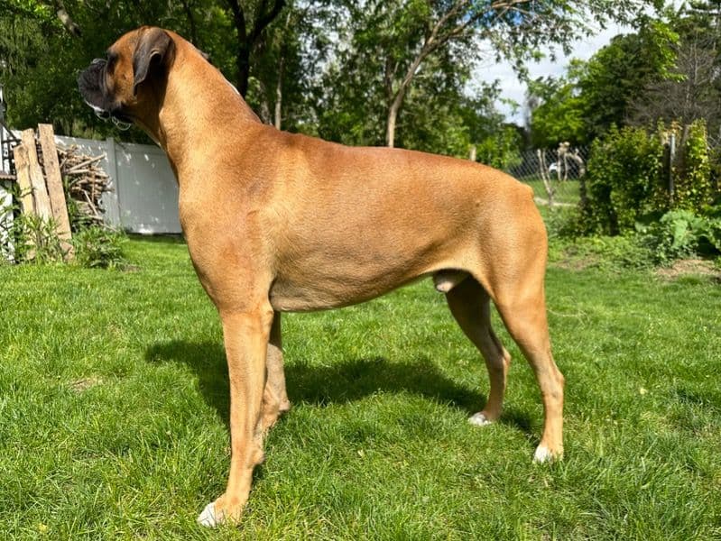 Milo primary photo