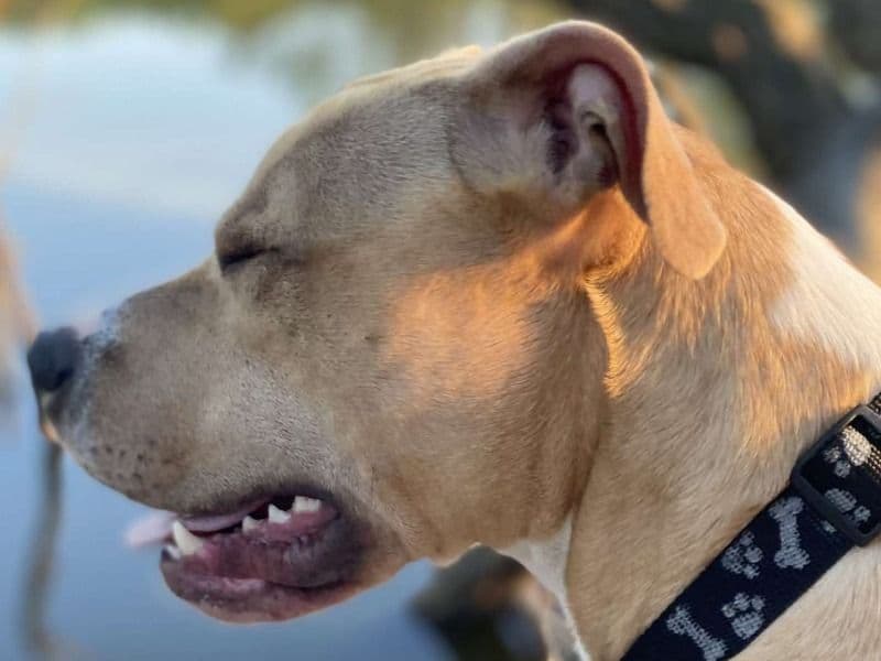 American PitBull Terrier 2 years 4 months old male medium named Chopper for breeding in Wayne County, Ohio | Petmeetly