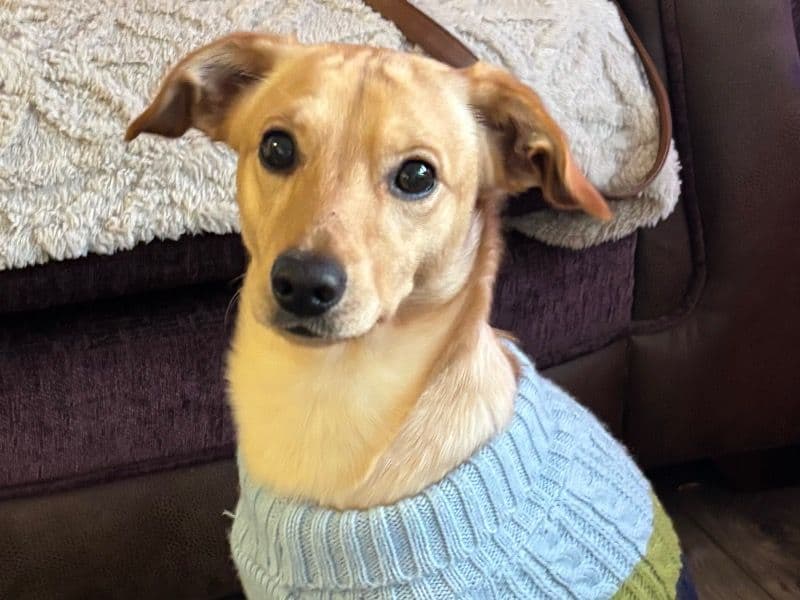 Yorkie Russell 1 year 4 months old male medium named Morty for breeding in Greater London, England | Petmeetly