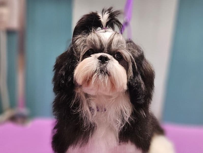 Shih Tzu 1 year 4 months old female small named Sooshi for breeding in Anderson County, South Carolina | Petmeetly