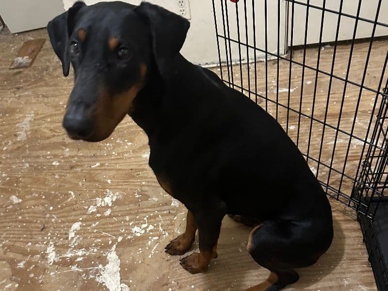 Doberman 1 year old male large named Sun for breeding in Caddo Parish, Louisiana | Petmeetly