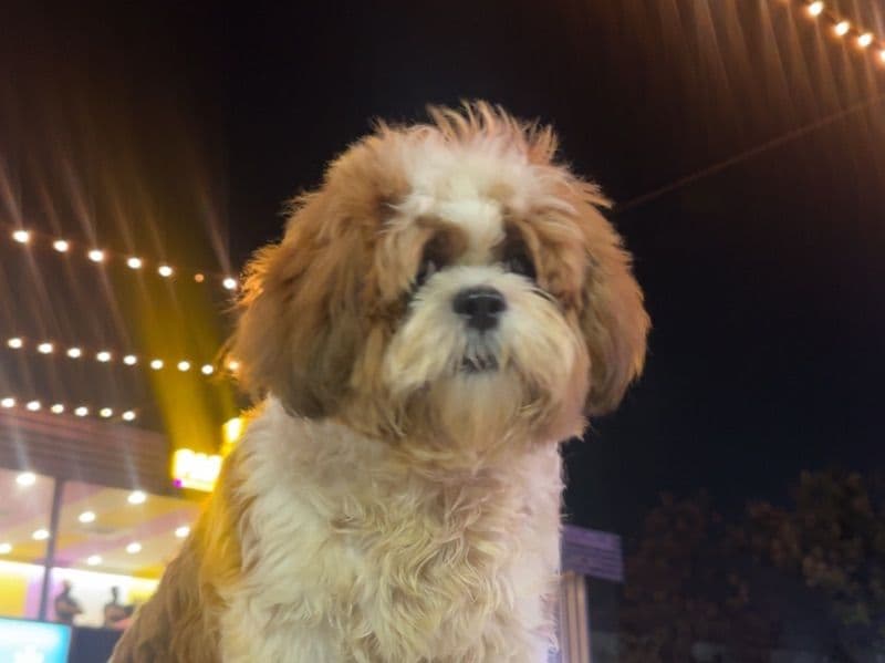 Shih Tzu 1 year 1 month old male medium named Teo for breeding in Telangana | Petmeetly