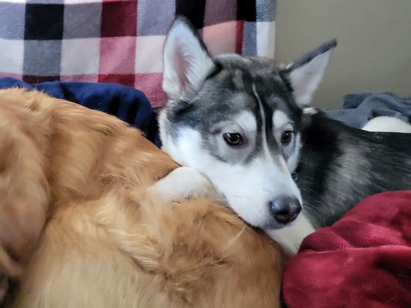 Siberian Husky 4 years 8 months old female medium named Bella for breeding in Strafford County, New Hampshire | Petmeetly