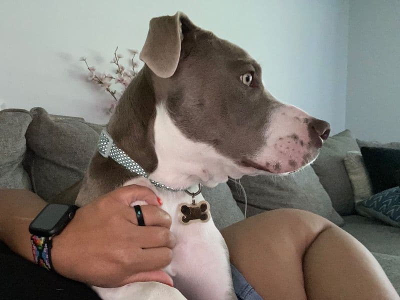 American PitBull Terrier 1 year 9 months old female large named Nina for breeding in Sacramento County, California | Petmeetly
