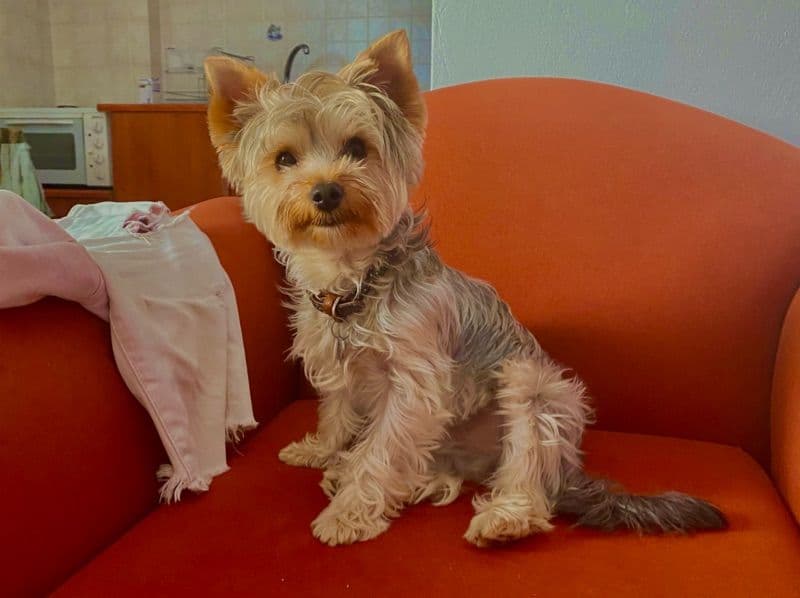 Yorkshire Terrier 6 years 8 months old male medium named Kenan for breeding in Suffolk County, Massachusetts | Petmeetly