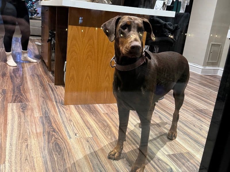 Doberman 3 years 11 months old female large named Ella for breeding in West Midlands, England | Petmeetly