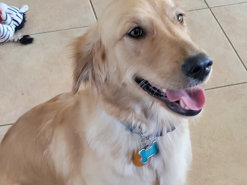 Golden Retriever 3 years 4 months old female medium named Lexi for breeding in Clark County, Nevada | Petmeetly