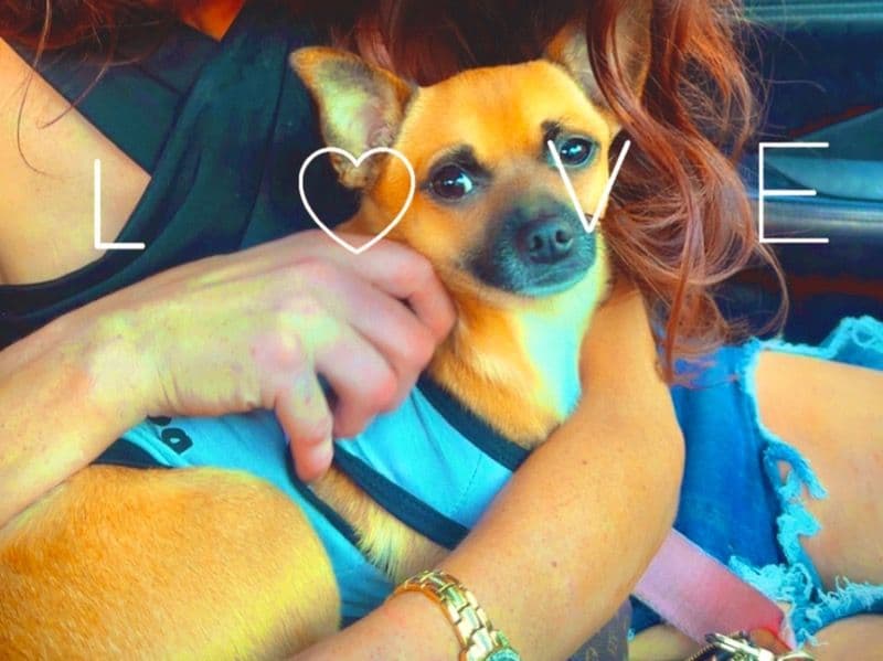 Chihuahua 3 years 4 months old male small named Milo for breeding in Wayne County, Michigan | Petmeetly