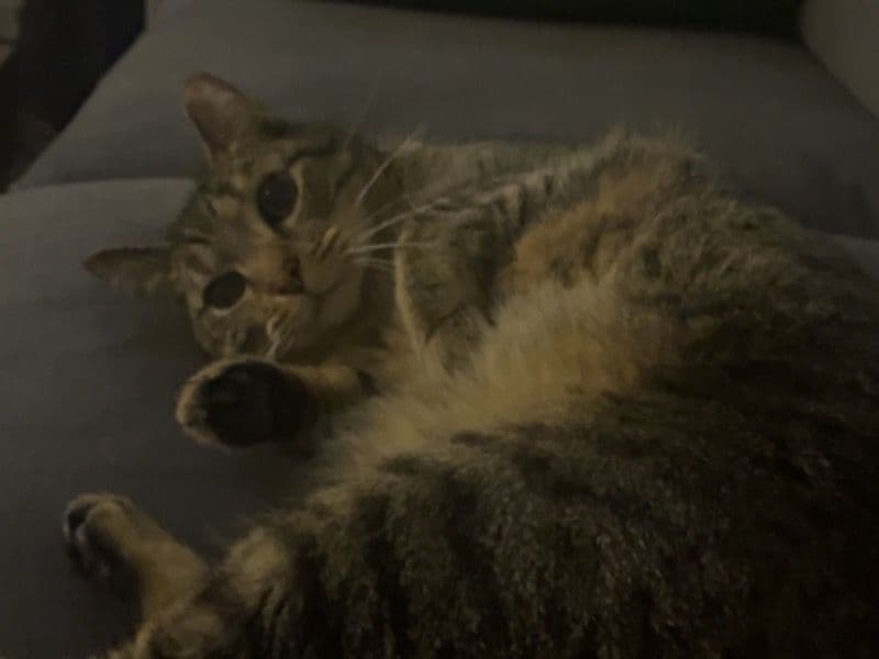 Binx primary photo