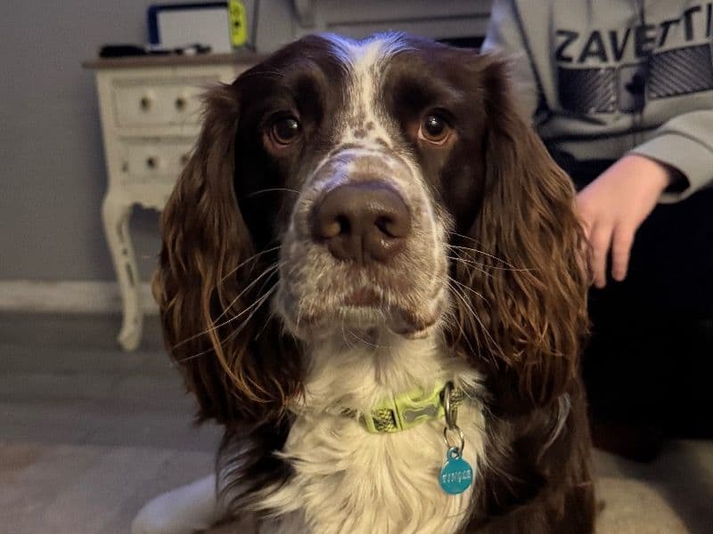 English Springer Spaniel 4 years 4 months old male medium named Charlie for breeding in Berkshire, England | Petmeetly