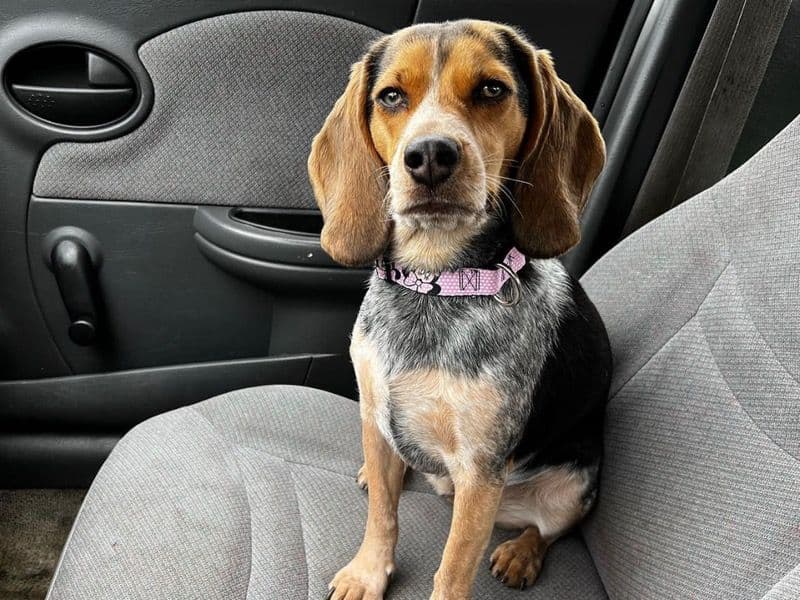 Daisy primary photo