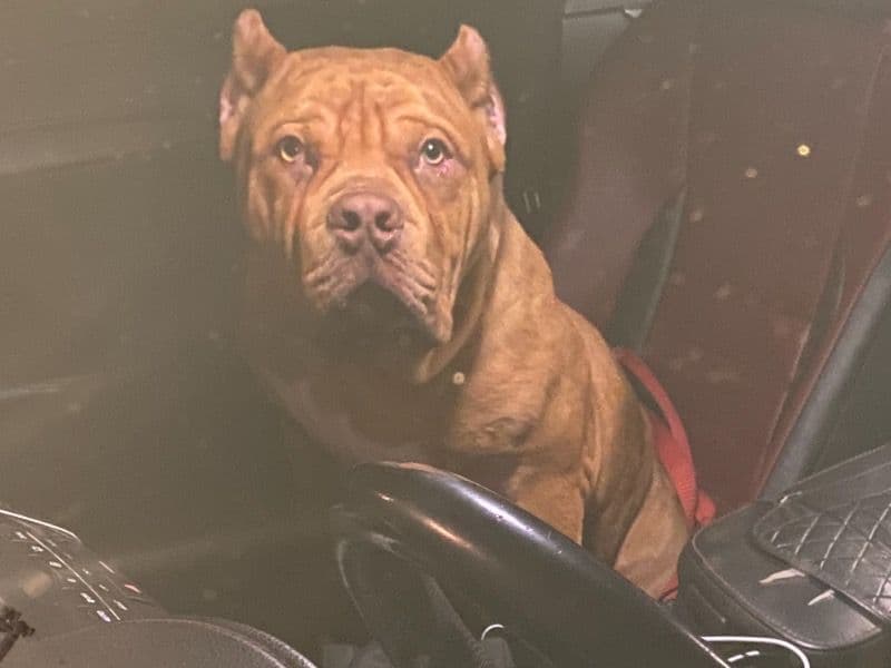 American Bully 1 year old male extra large named Ace for breeding in Cook County, Illinois | Petmeetly