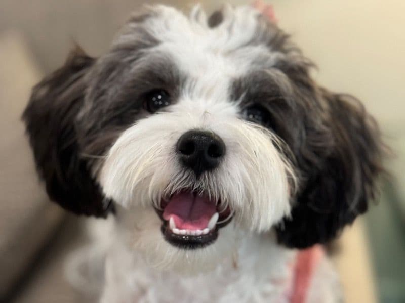 Oreo primary photo