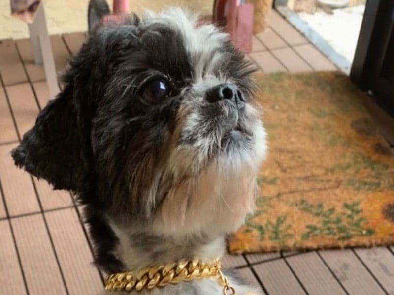 Shih Tzu 9 years old male medium named Chief for breeding in St. Lucie County, Florida | Petmeetly