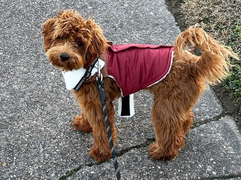 Mini Golden Doodle 2 years 7 months old male small named Martin for breeding in Delaware County, Pennsylvania | Petmeetly