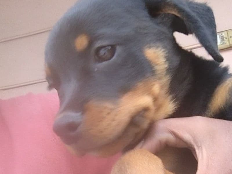 Rottweiler 6 months old male medium named Rottweiler for breeding in Mysore Division, Karnataka | Petmeetly