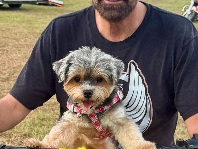 Yorkshire Terrier 2 years 1 month old female small named Miss Rosie for breeding in Liberty County, Texas | Petmeetly