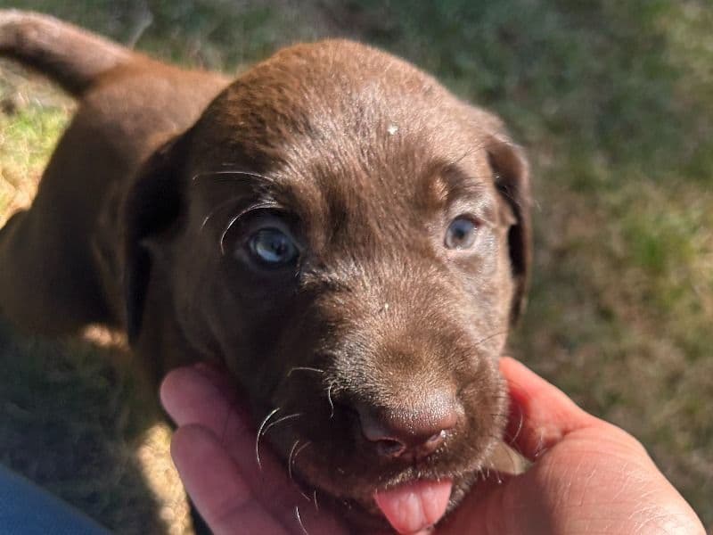 Lisa - Labrador Retriever | Petmeetly