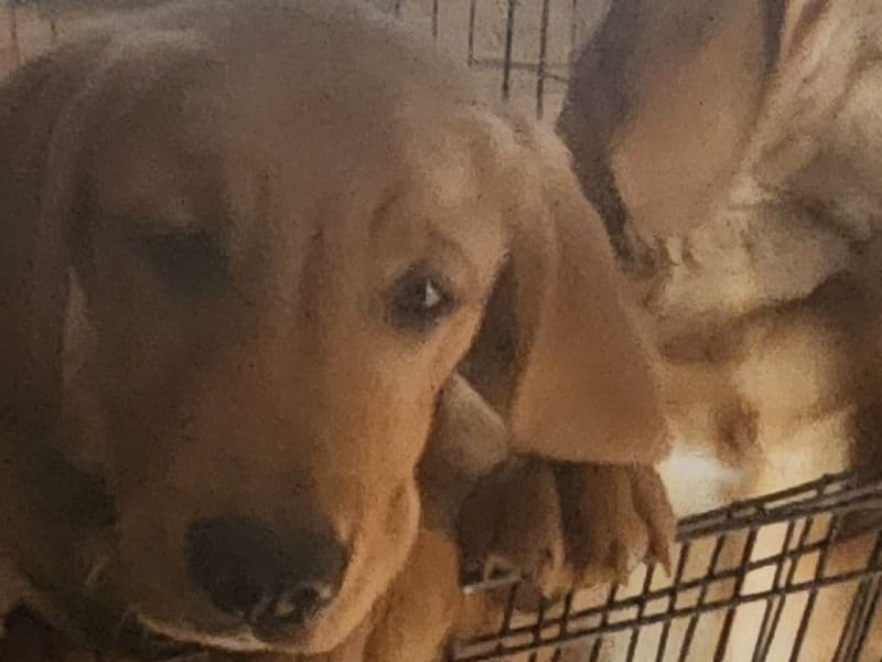 Golden Retriever 4 months old male medium named Butterscotch for sale in Connecticut | Petmeetly