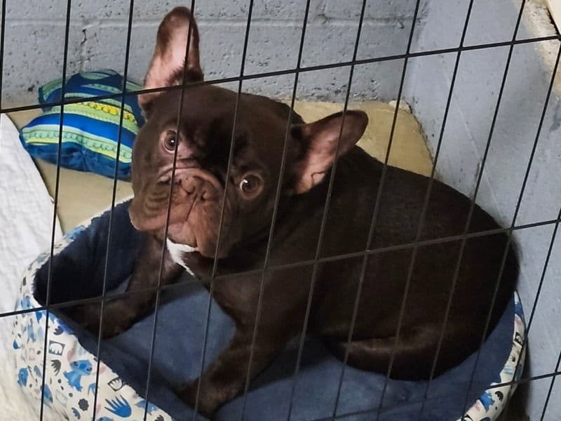 French Bulldog 1 year 10 months old female small named Hershey for sale in Etowah County, Alabama | Petmeetly