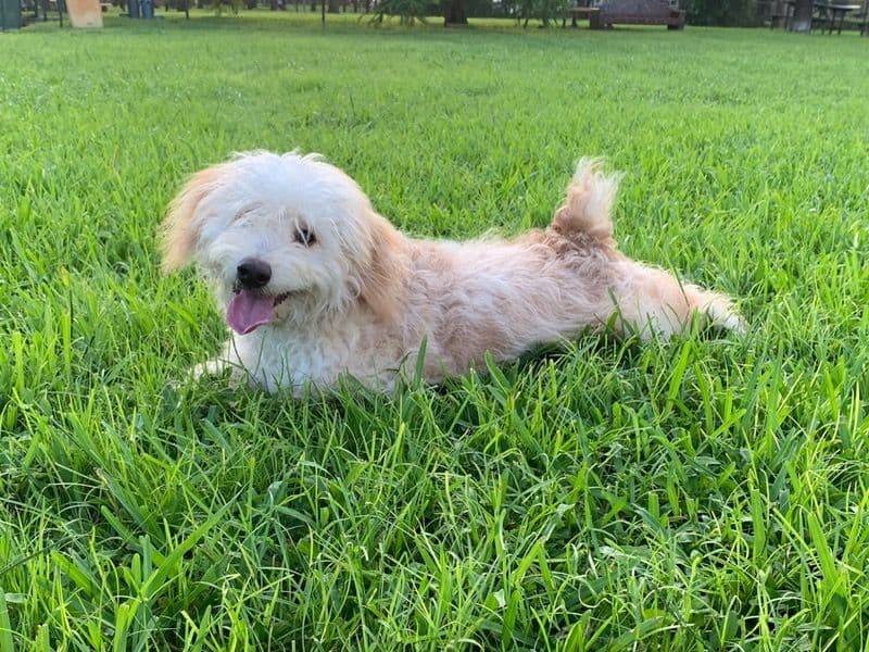 Mini Aussiedoodle 6 years 10 months old male medium named Charlie for breeding in Palm Beach County, Florida | Petmeetly