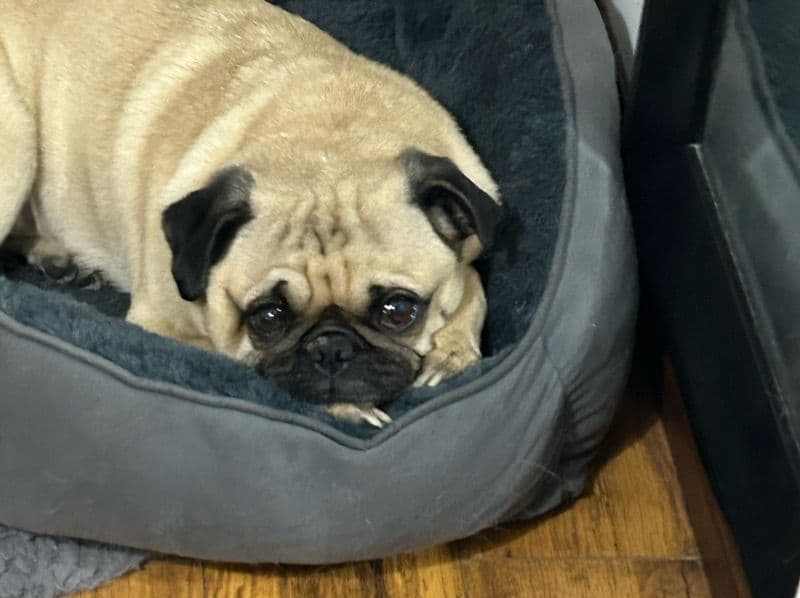 Pug 8 years old male medium named Leo for breeding in Los Angeles County, California | Petmeetly