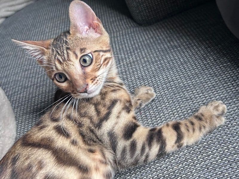 Bengal 2 months old male named Kiaro for breeding in Groningen, Groningen | Petmeetly