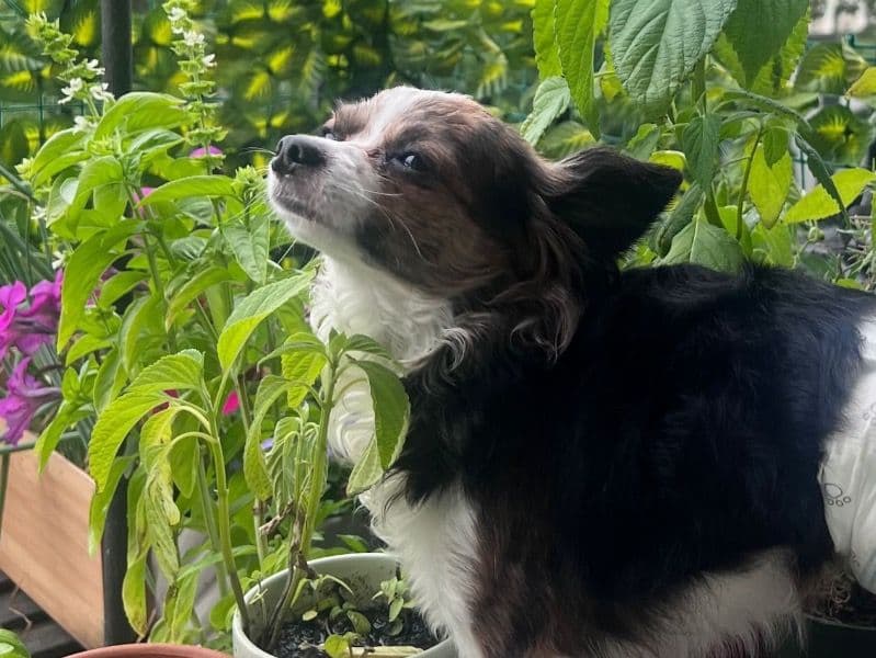 Long hair Chihuahua 4 years 5 months old male small named Chancho for breeding in Middlesex County, New Jersey | Petmeetly