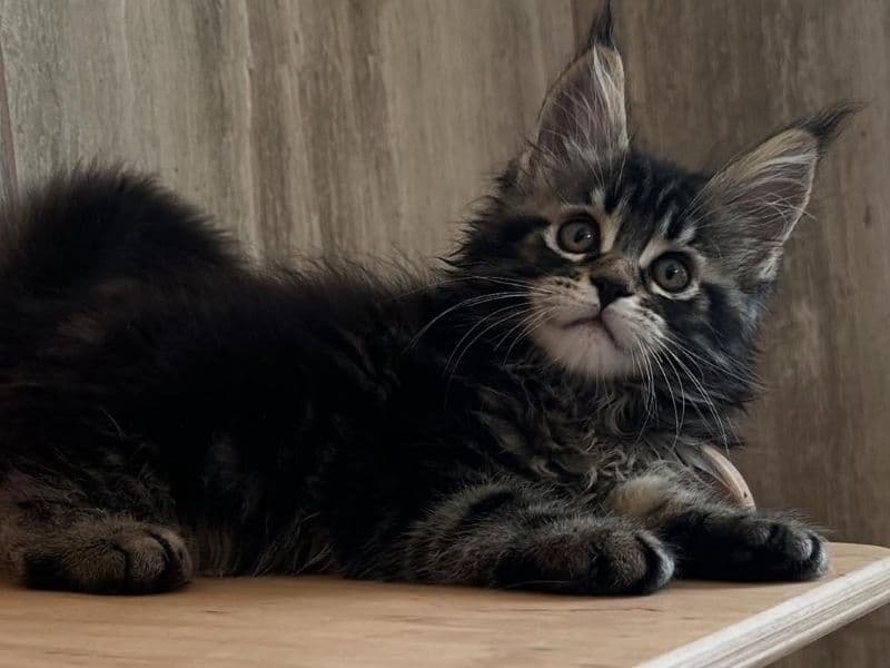 Drake - Maine Coon | Petmeetly
