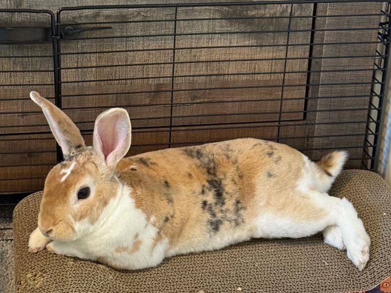 Mini Rex 2 years 6 months old male named Benjamin for sale in Autauga County, Alabama | Petmeetly
