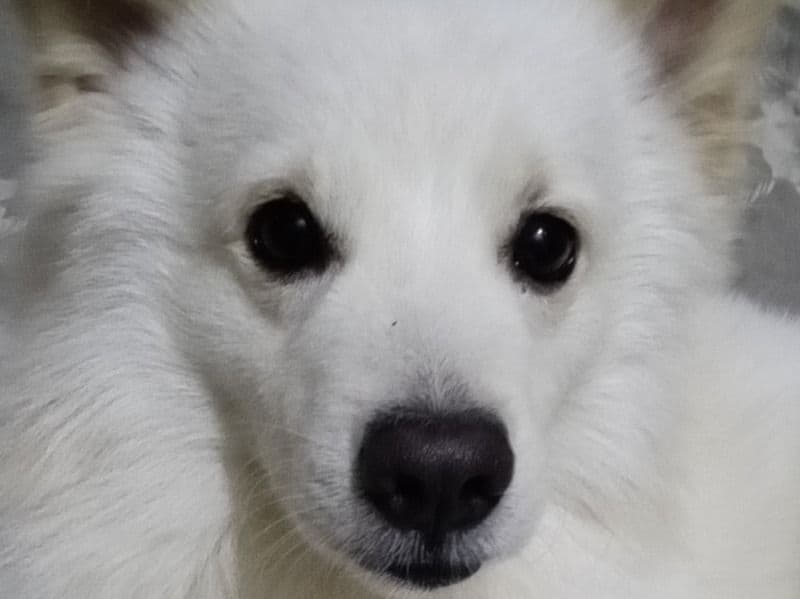 Pomeranian 2 years 11 months old male medium named Bairav for breeding in Chennai, Tamil Nadu | Petmeetly