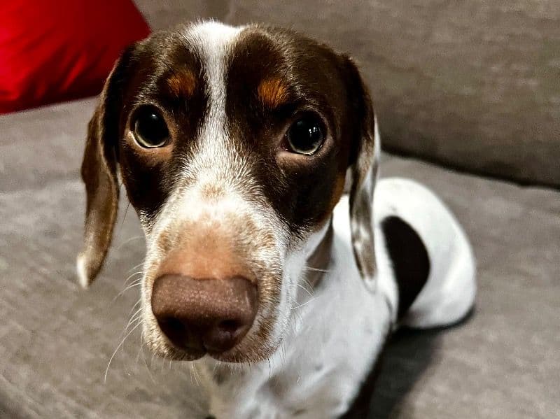 Dachshund 1 year old male small named Boone for breeding in Harris County, Texas | Petmeetly