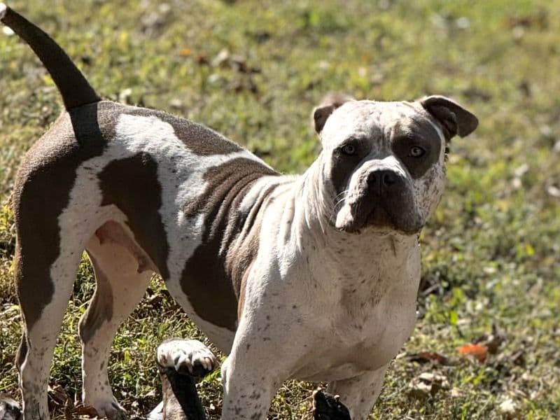 American Bully 2 years 1 month old female large named Pixieanna for breeding in Davidson County, North Carolina | Petmeetly