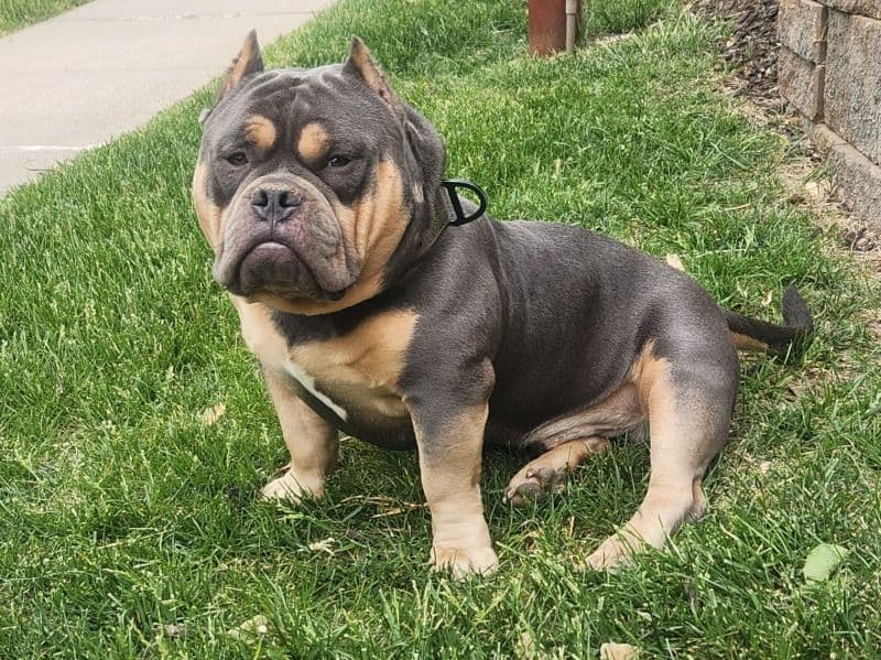 Biggie primary photo