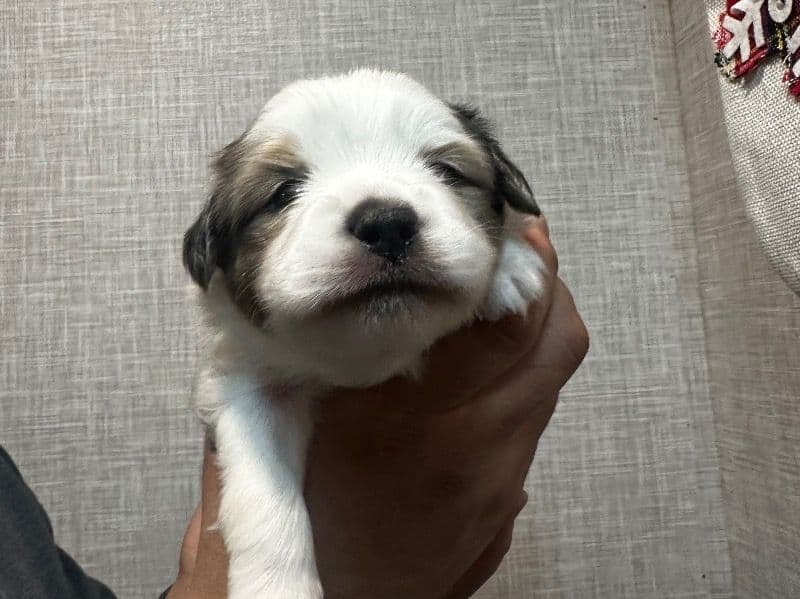 Miniature Australian Shepherd 1 month old male small named Blue 2 for sale in Riverside County, California | Petmeetly