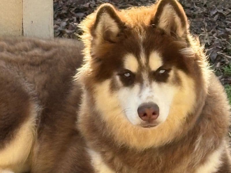 Siberian Husky 8 months old male medium named Duke for sale in Tarrant County, Texas | Petmeetly